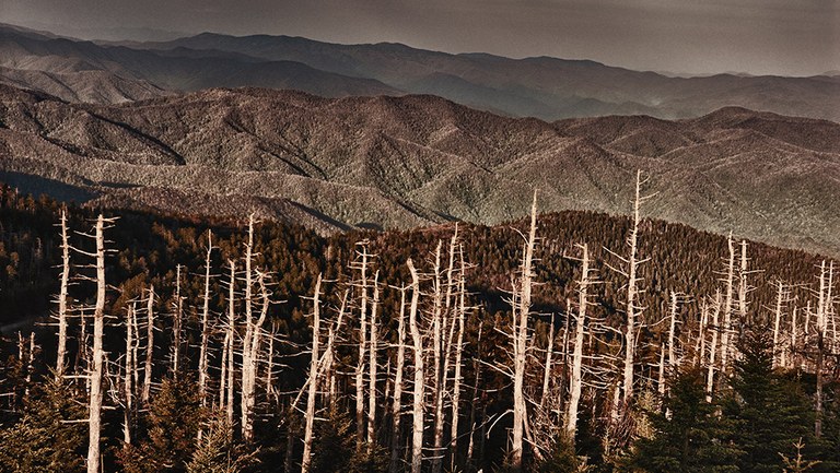 Die immer massiver fortschreitende Vernichtung der Wälder